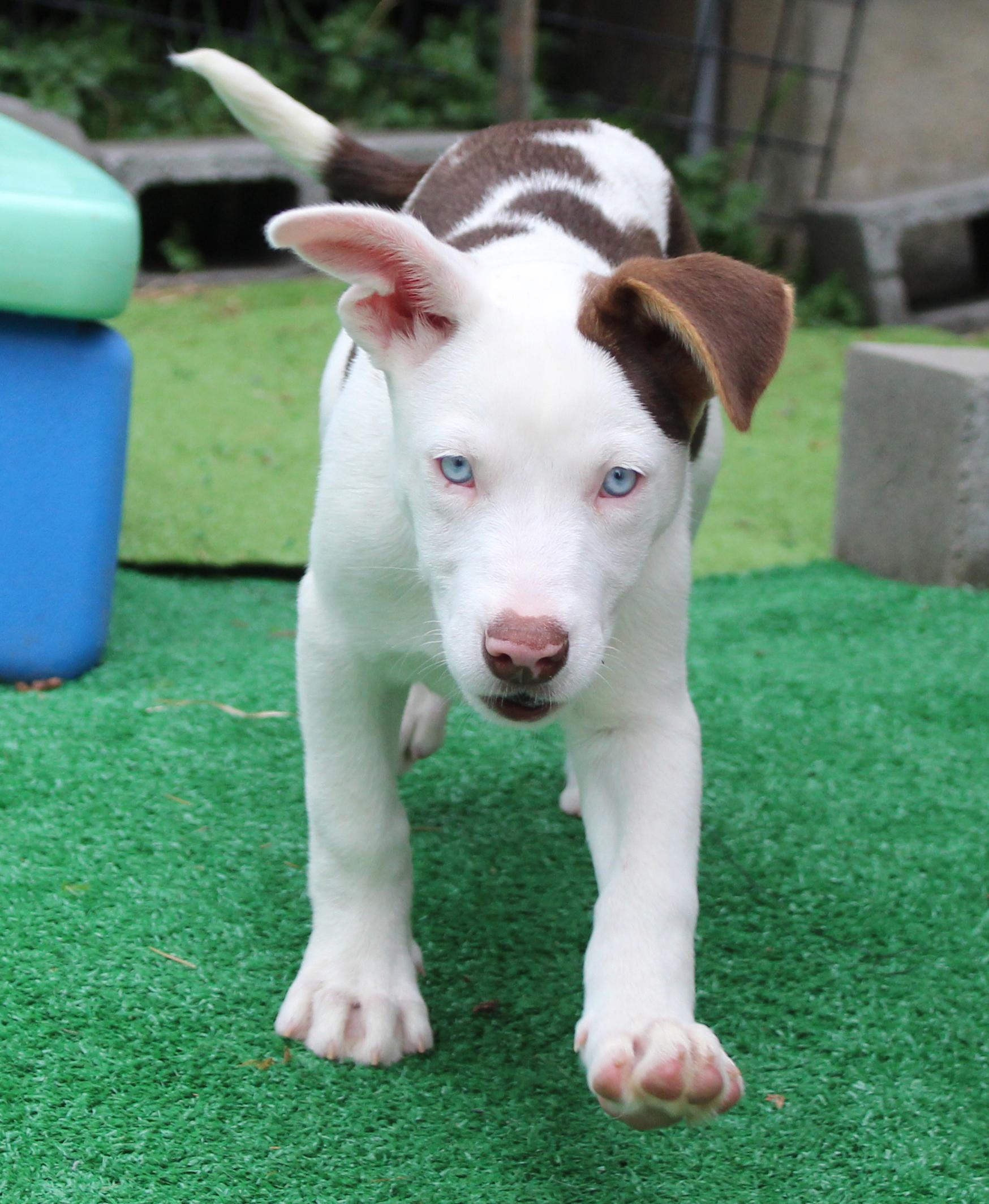 Romaine (Leafy Greens litter), an adoptable mixed breed in Silvana, WA image 4/6