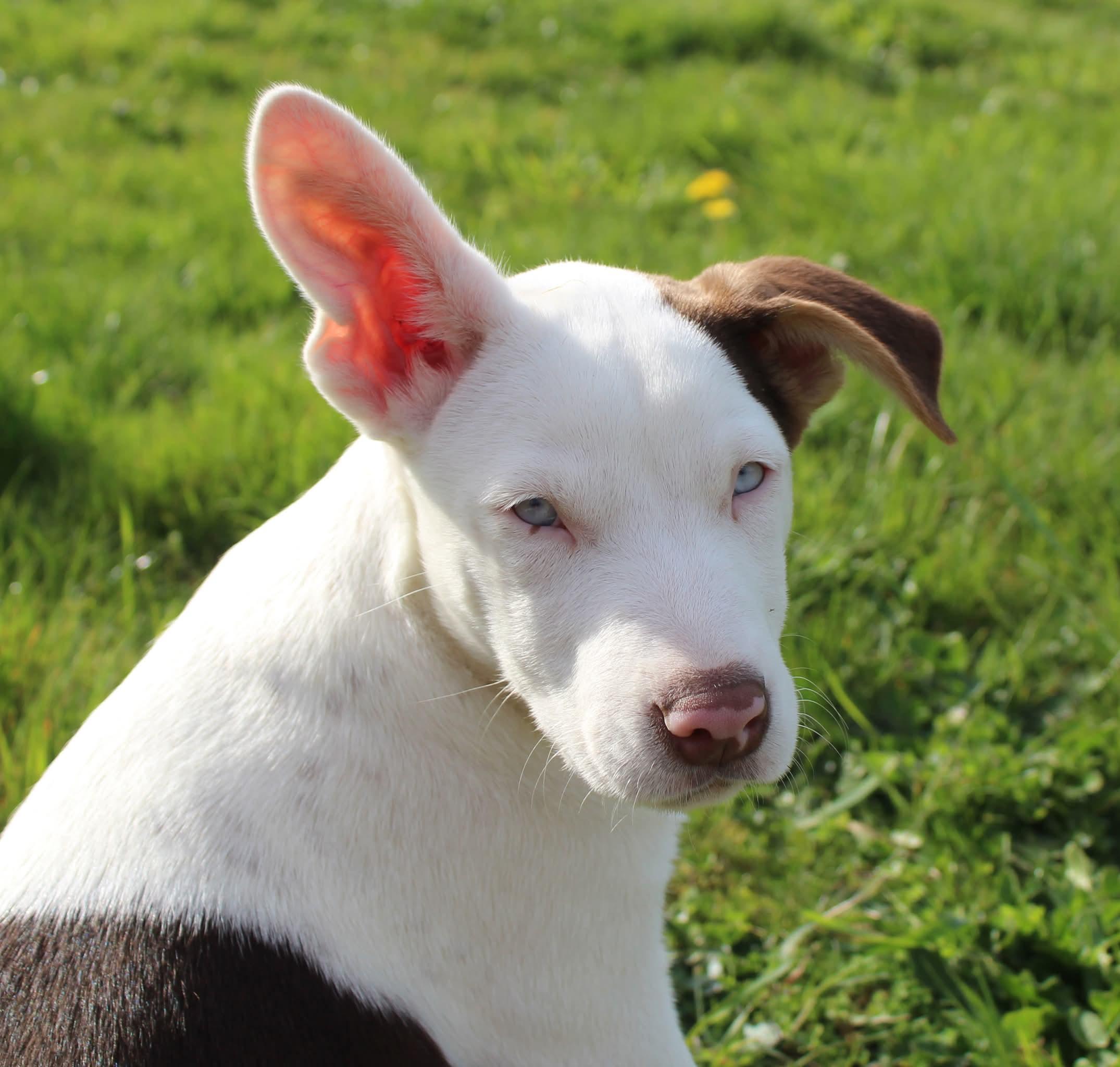 Romaine (Leafy Greens litter), adoptable, Puppy Female Pit Bull Terrier & Husky.