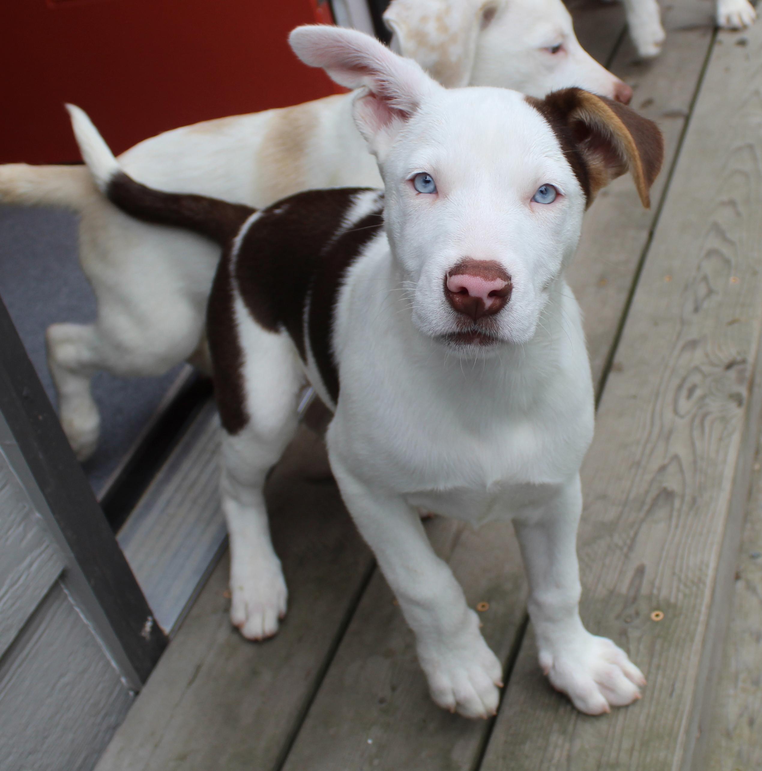 Romaine (Leafy Greens litter), an adoptable mixed breed in Silvana, WA image 1/6