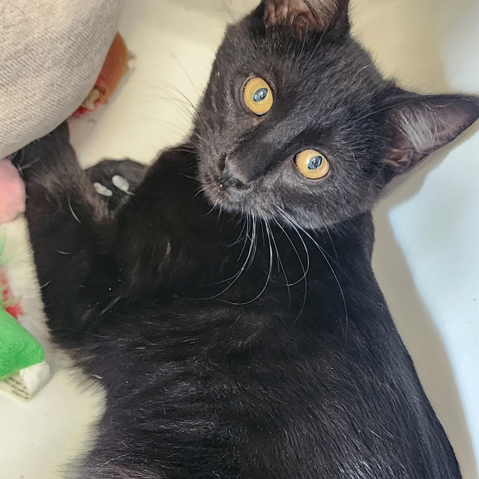 Enlarge Shadow, a Adoptable American Shorthair in Springdale, AR image 1/1