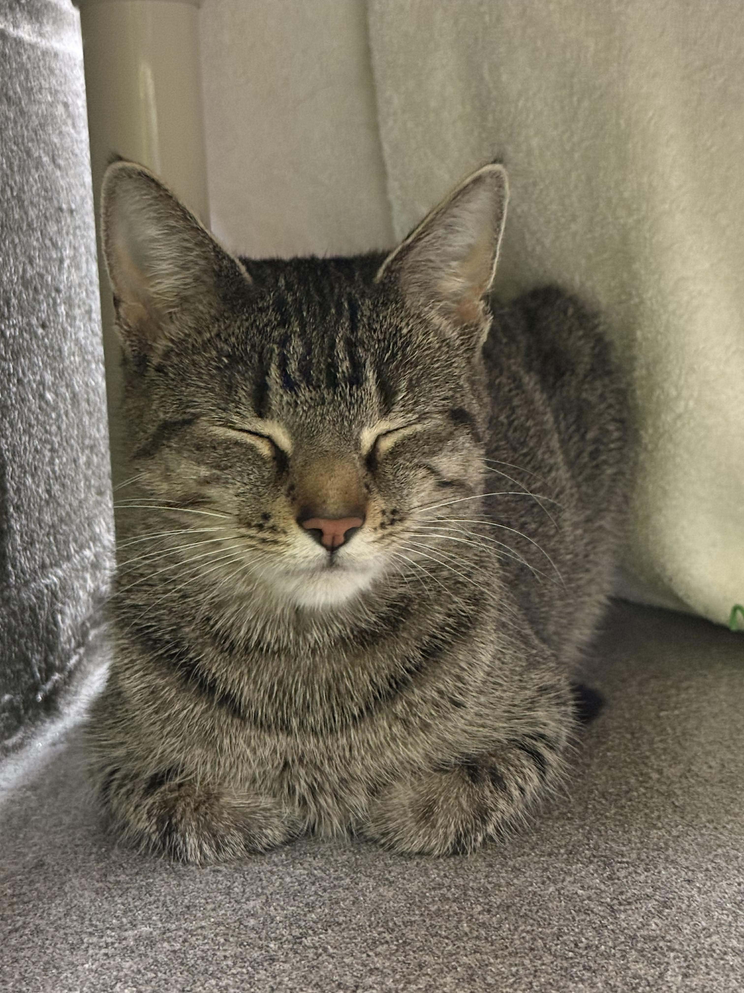 Enlarge Ziggy, a ADOPTABLE Domestic Short Hair in Stratford, CT image 2/2