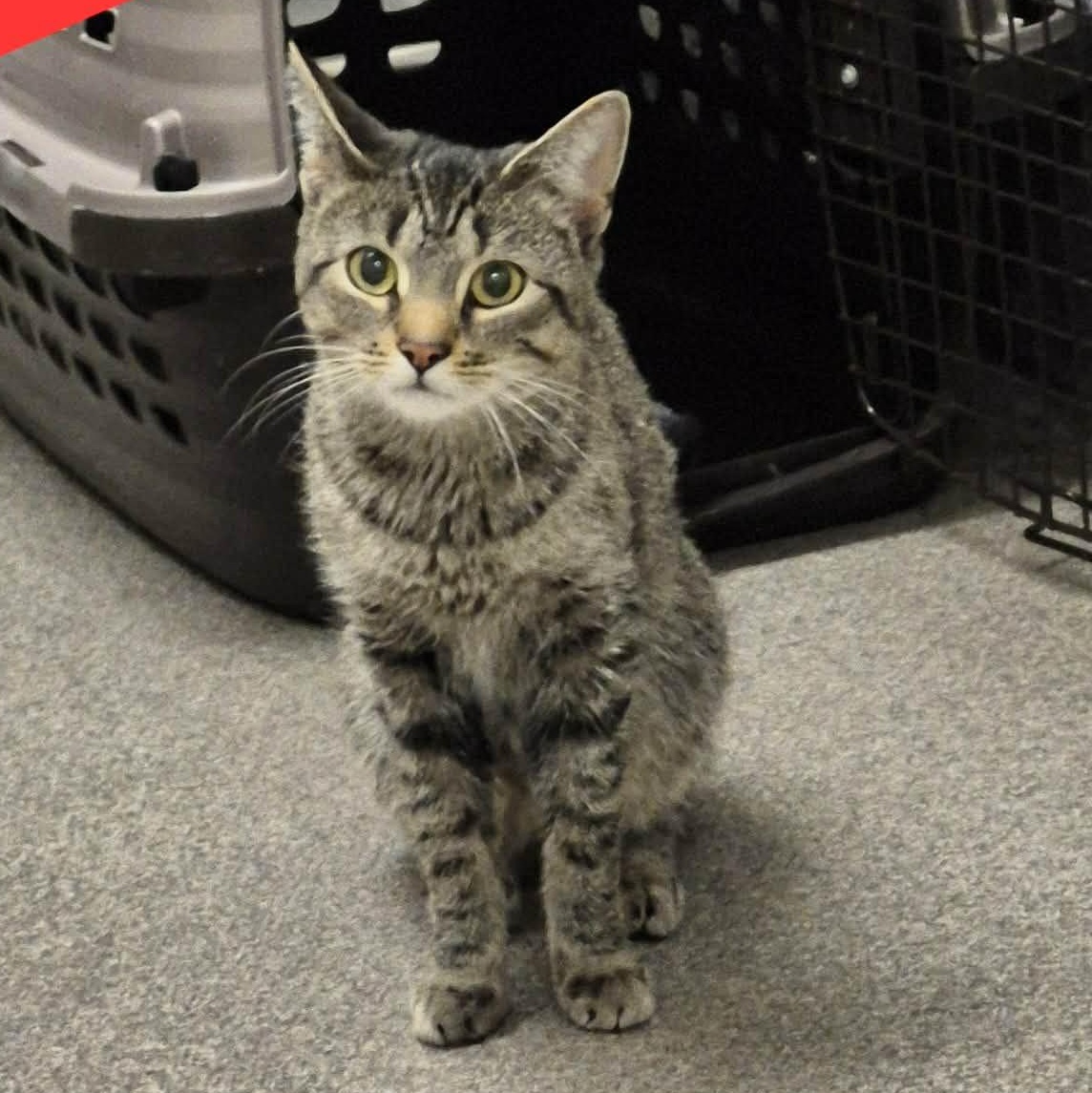 Ziggy, ADOPTABLE, Young Female Domestic Short Hair.