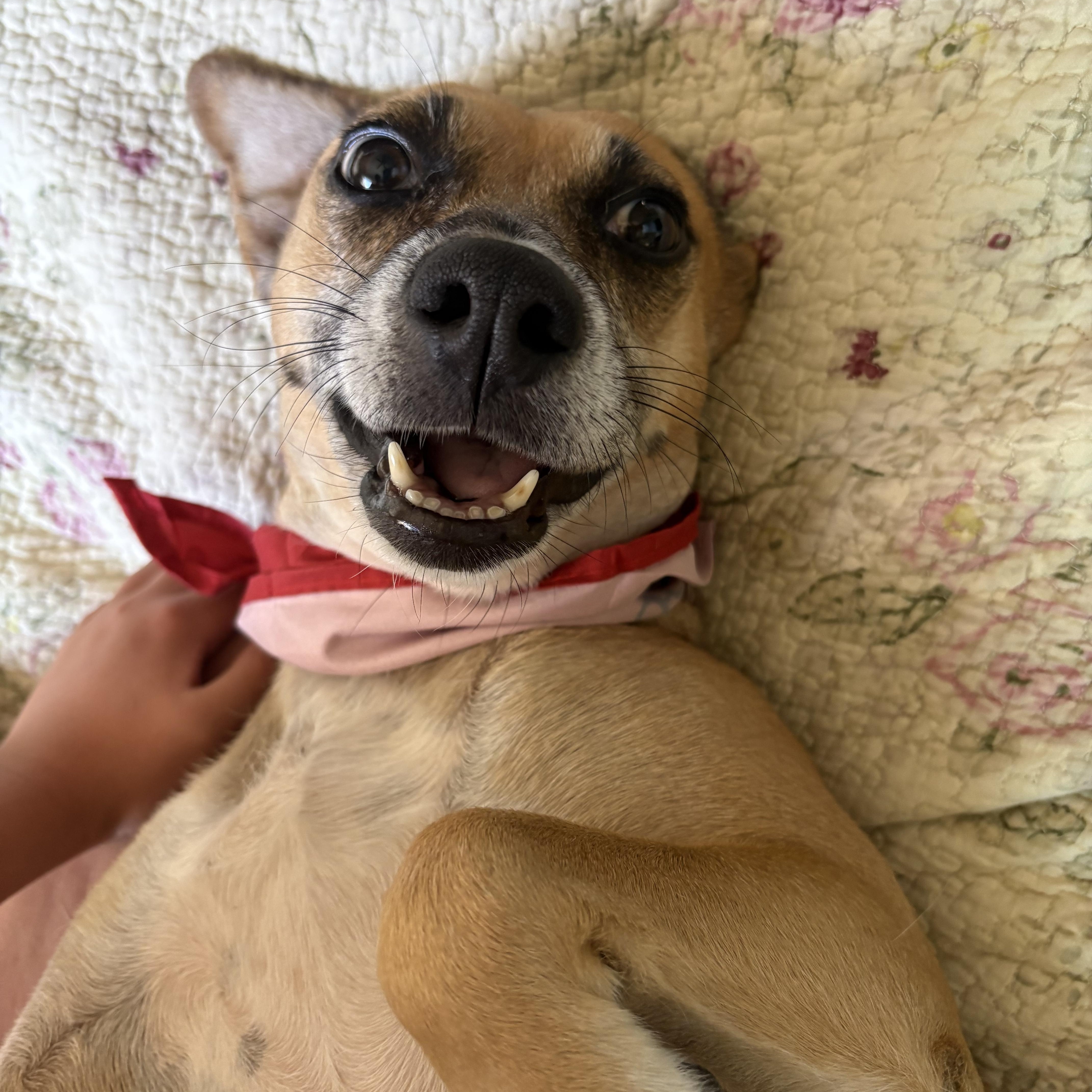 Laila, a ADOPTABLE mixed breed in Poway, CA image 3/4