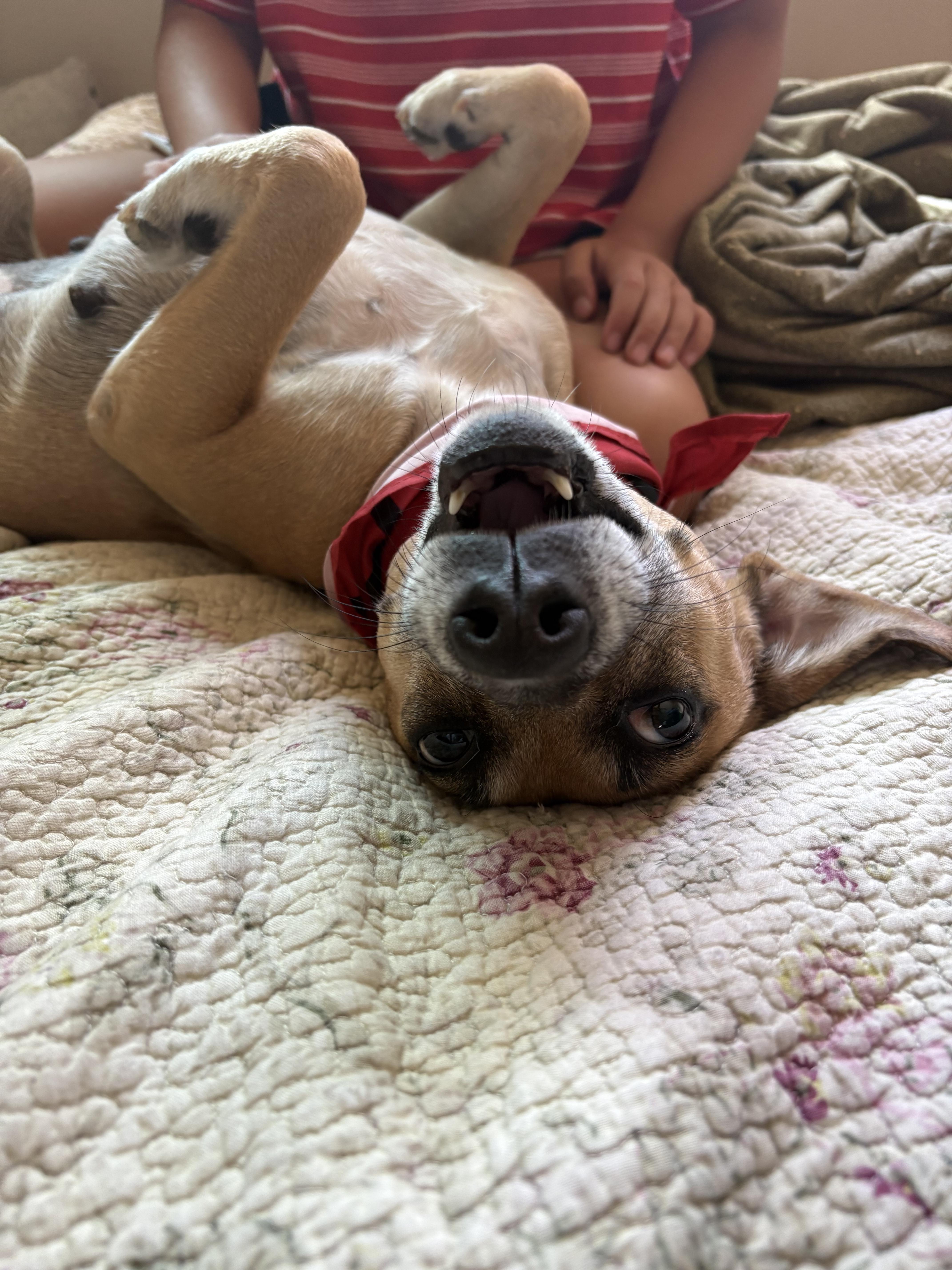 Laila, a ADOPTABLE mixed breed in Poway, CA image 4/4