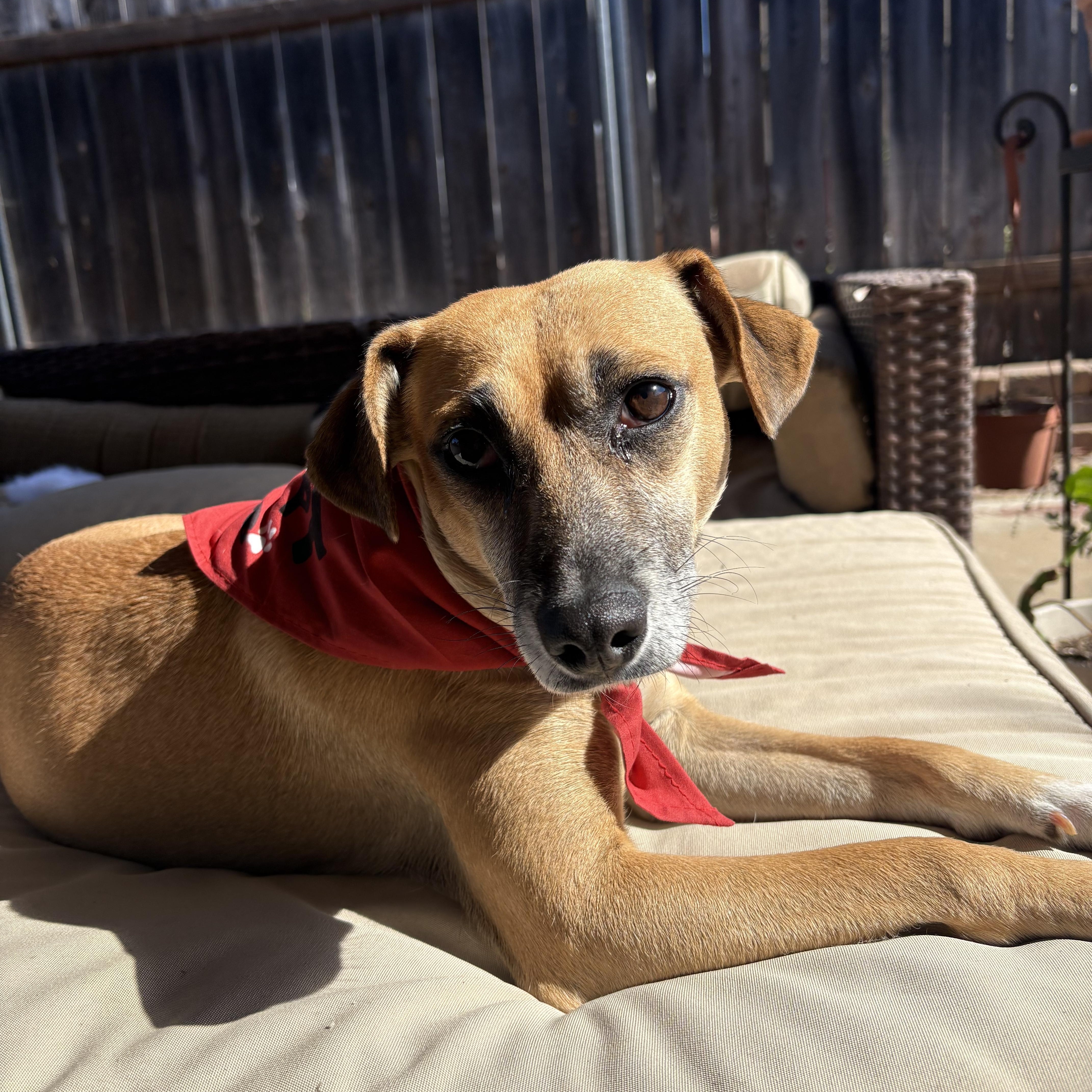 Laila, ADOPTABLE, Adult Female Labrador Retriever & Boxer.