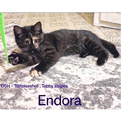 Endora