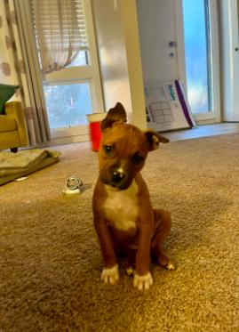 FRANNY, Adopted, Puppy Female Australian Cattle Dog / Blue Heeler.