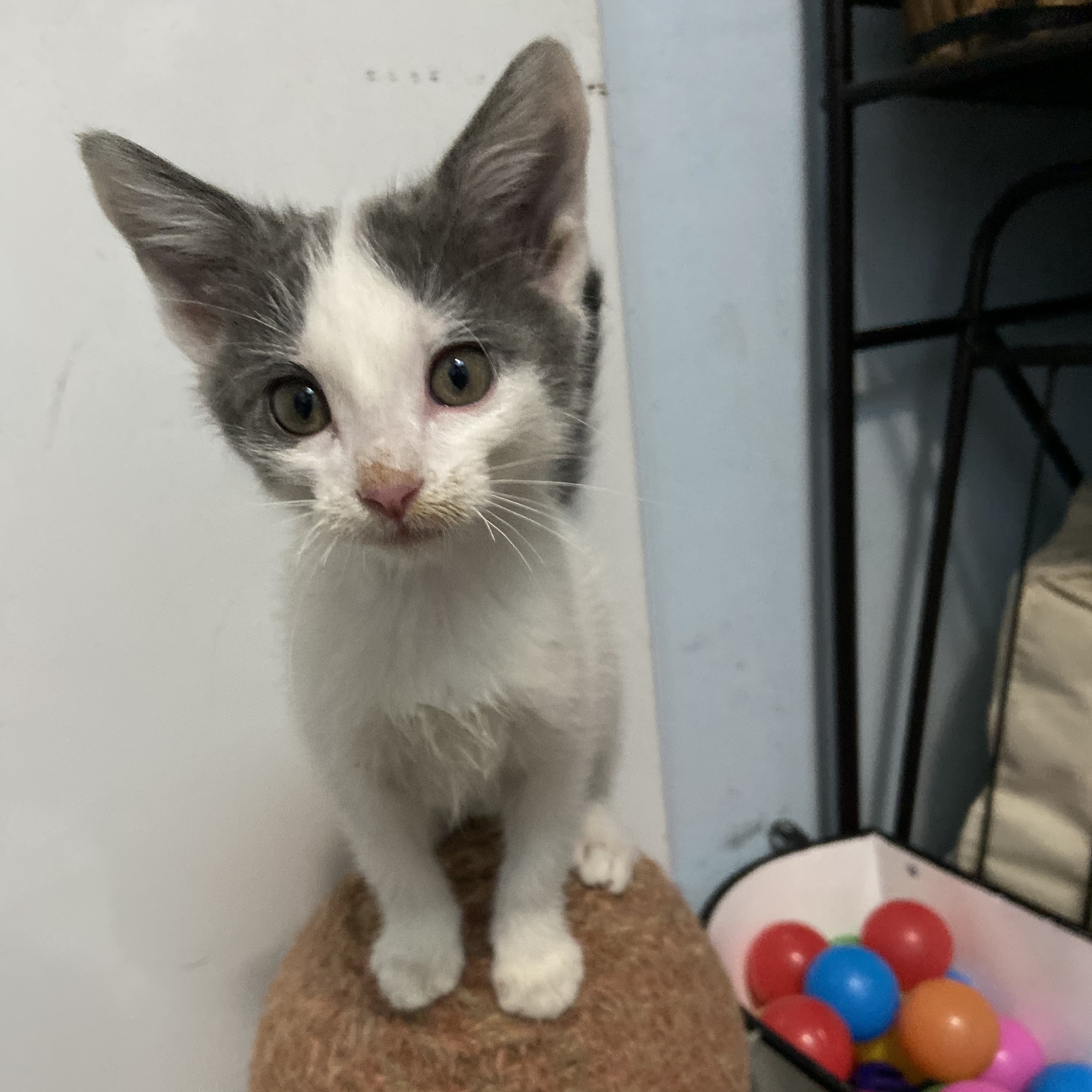 Cat for adoption Chester Coleman, a Domestic Short Hair in Denver, CO