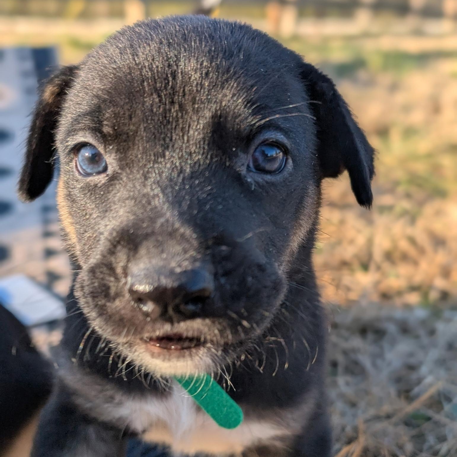 Enlarge Orion , an adoptable mixed breed in Spring hill, TN image 3/4