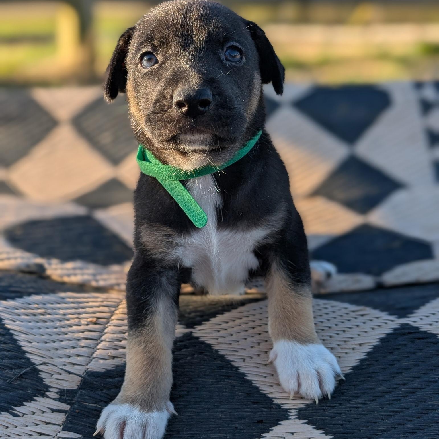 Enlarge Orion , an adoptable mixed breed in Spring hill, TN image 4/4