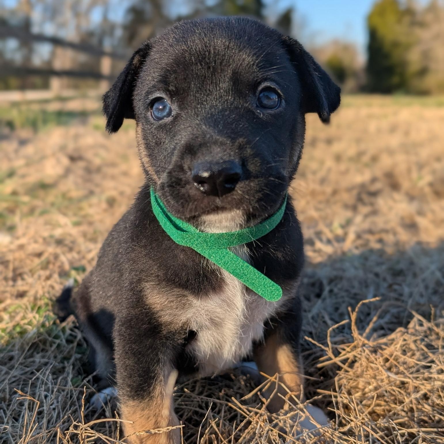 Orion , adoptable, Puppy Male Australian Shepherd.