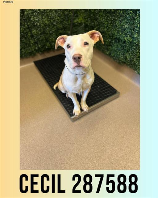 Enlarge CECIL, a Adoptable mixed breed in Macon, GA image 1/1