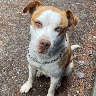 Cain, Adult Male Pit Bull Terrier