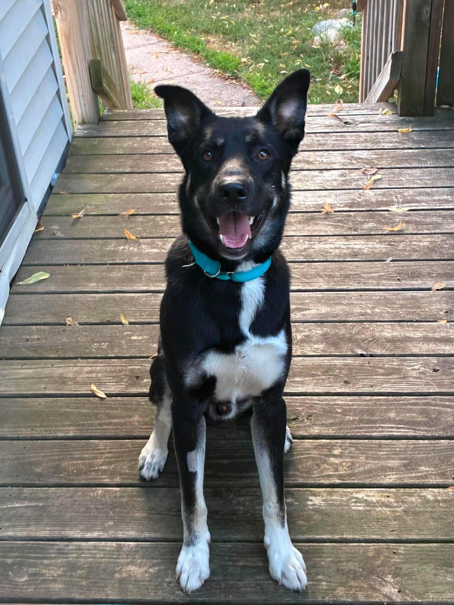 Enlarge Fenix, a ADOPTABLE Mixed Breed in Sioux Falls, SD image 1/6
