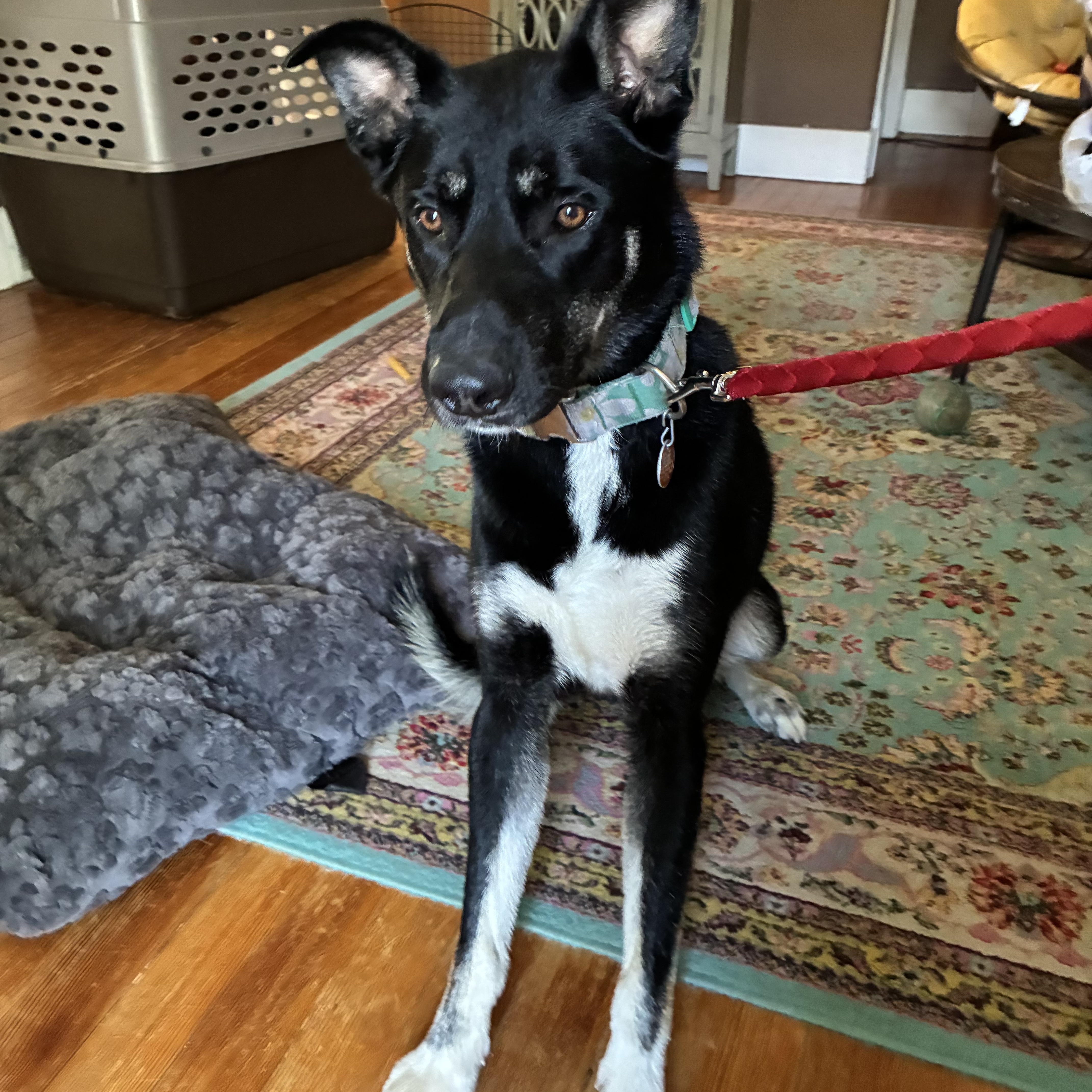 Enlarge Fenix, a ADOPTABLE Mixed Breed in Sioux Falls, SD image 5/6