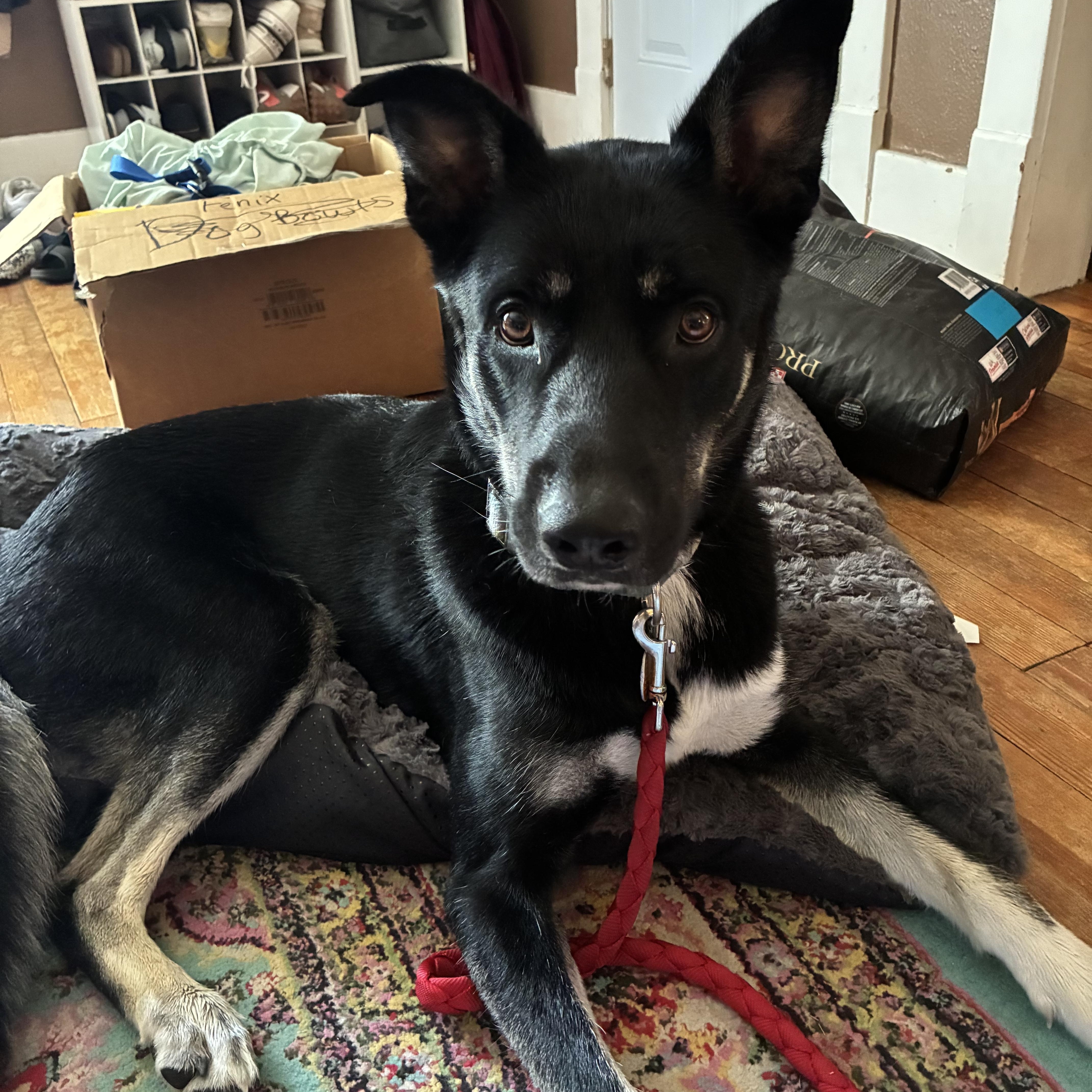 Enlarge Fenix, a ADOPTABLE Mixed Breed in Sioux Falls, SD image 3/6