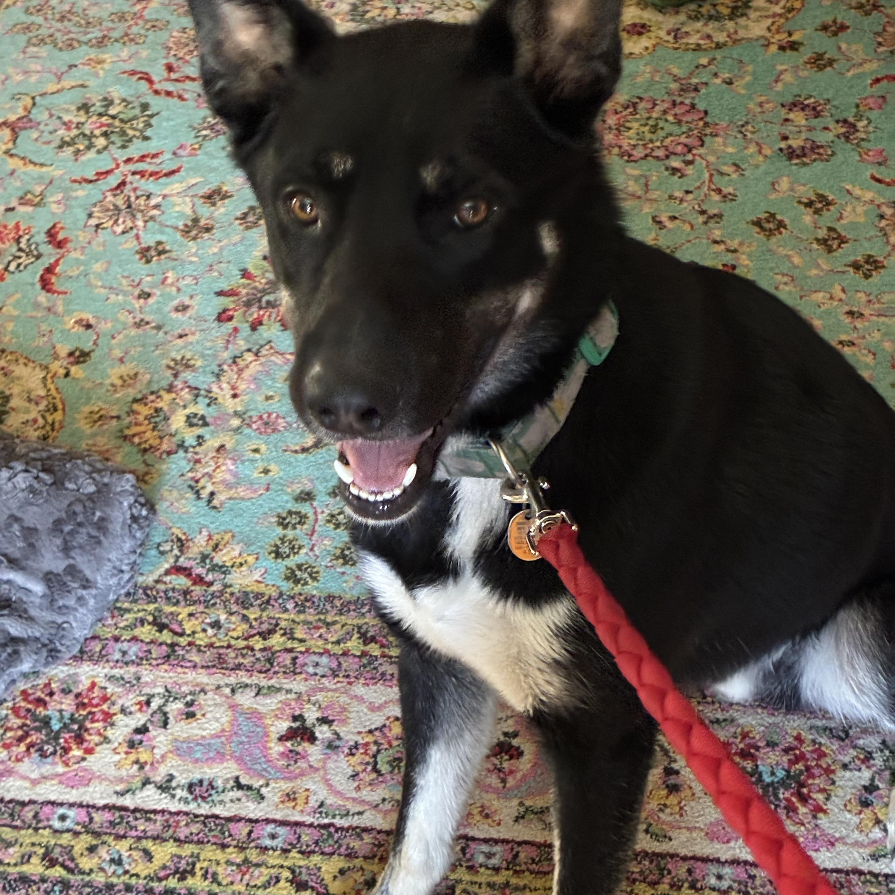 Enlarge Fenix, a ADOPTABLE Mixed Breed in Sioux Falls, SD image 6/6