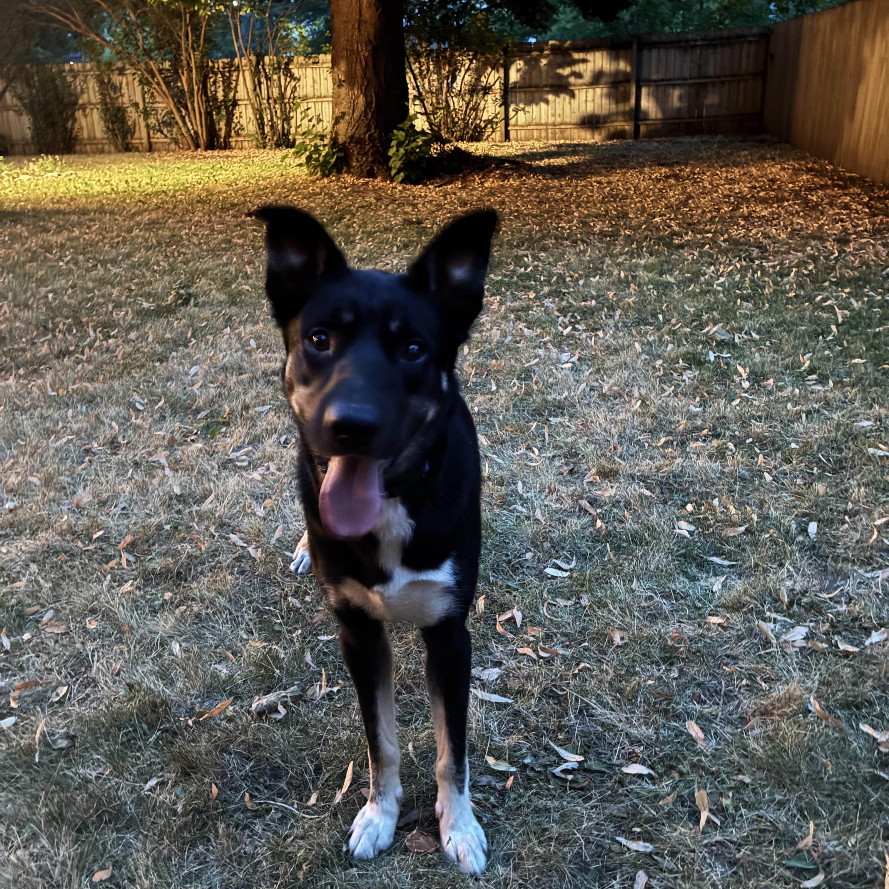 Enlarge Fenix, a ADOPTABLE Mixed Breed in Sioux Falls, SD image 4/6