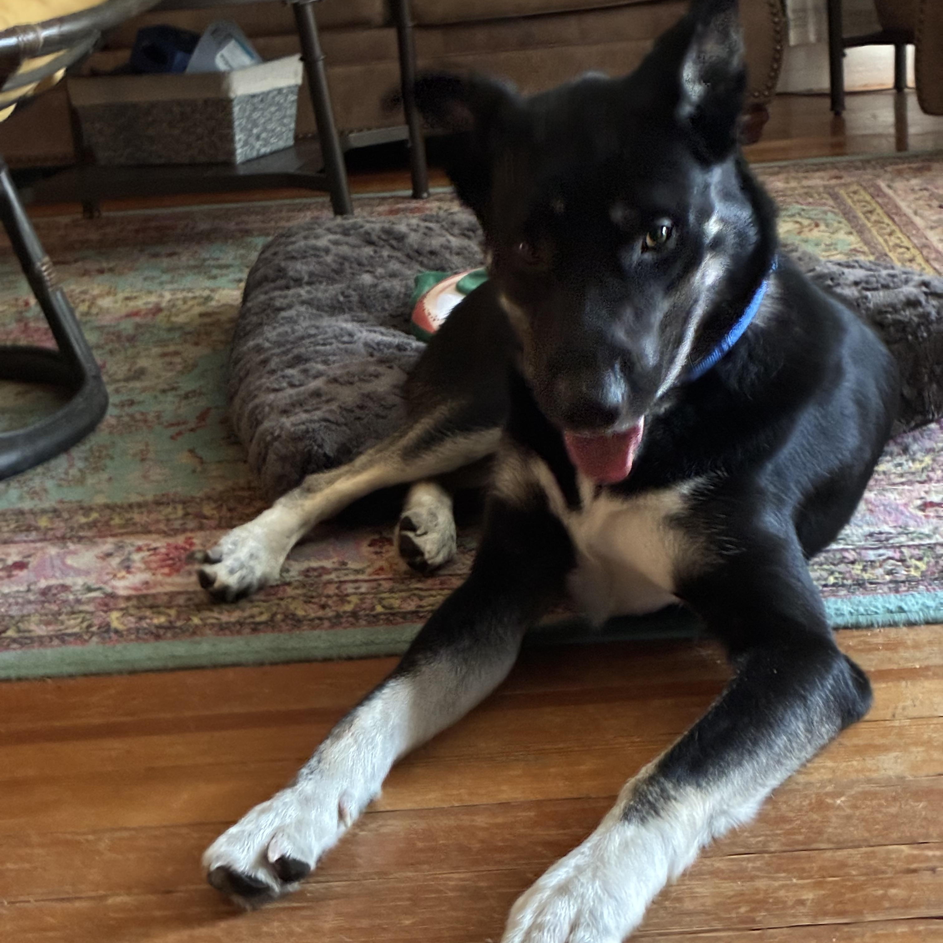 Enlarge Fenix, a ADOPTABLE Mixed Breed in Sioux Falls, SD image 2/6