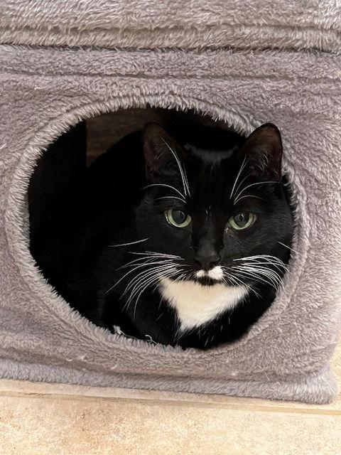 Enlarge Daisy Duke, a Adoptable Tuxedo in Garland, TX image 1/3