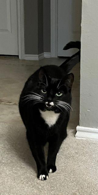 Enlarge Daisy Duke, a Adoptable Tuxedo in Garland, TX image 2/3