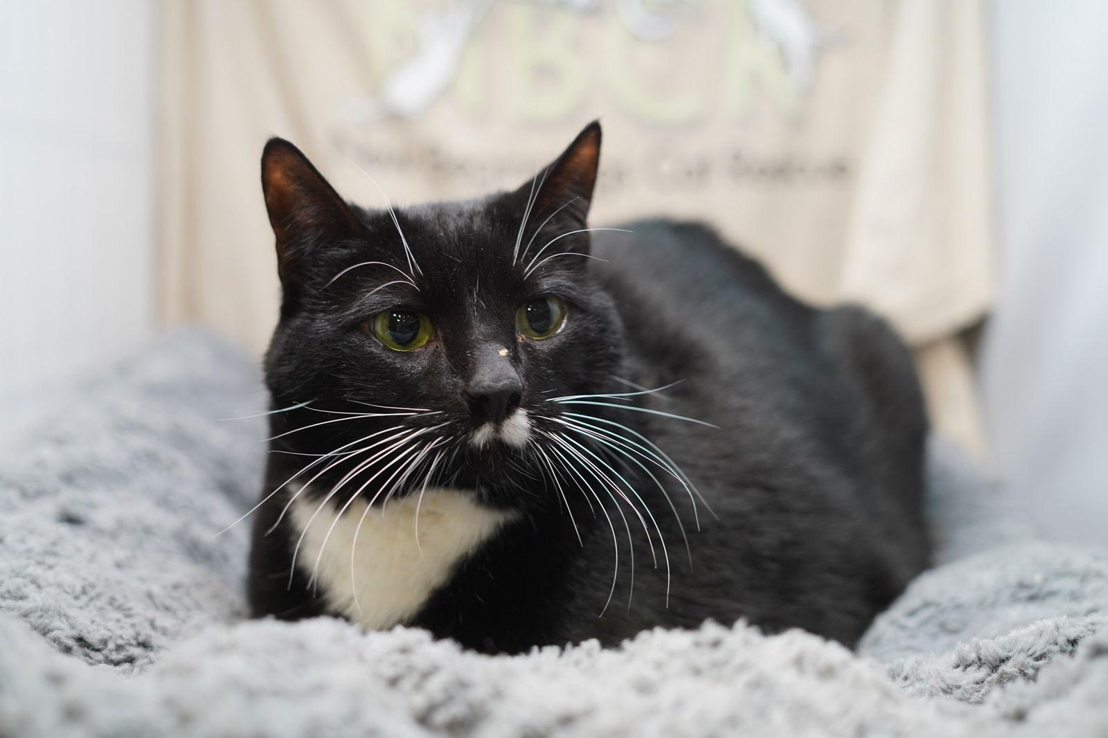 Enlarge Daisy Duke, a Adoptable Tuxedo in Garland, TX image 3/3
