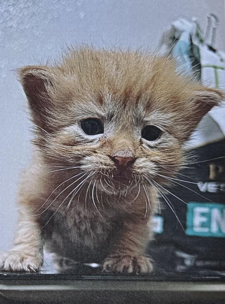 Cream Puff, Adopted, Kitten Male Domestic Long Hair.