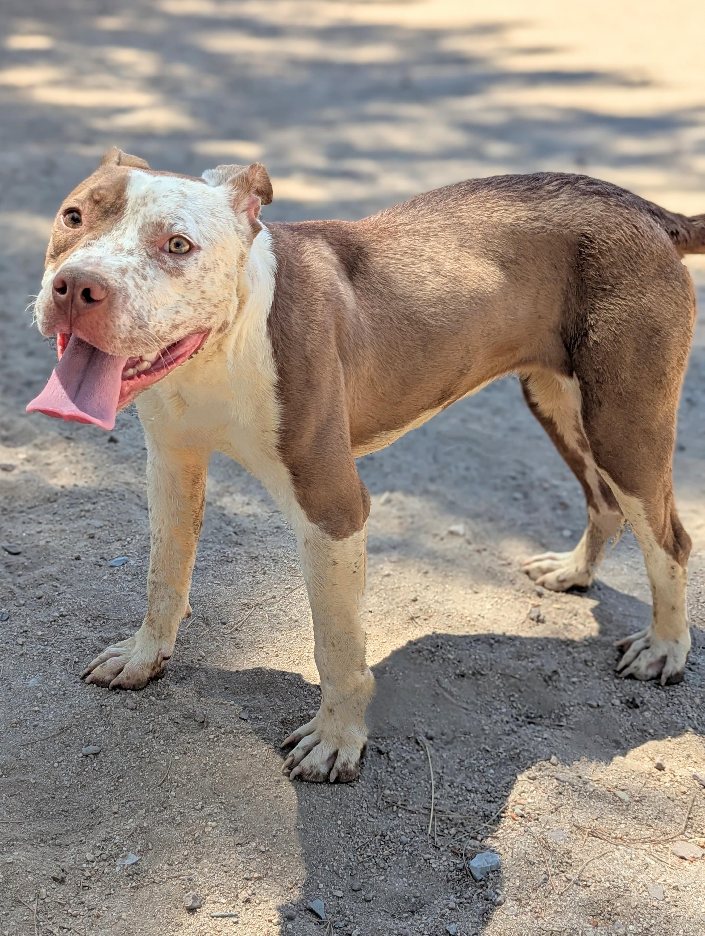 Ellie, a Adoptable mixed breed in Hesperia, CA image 4/5
