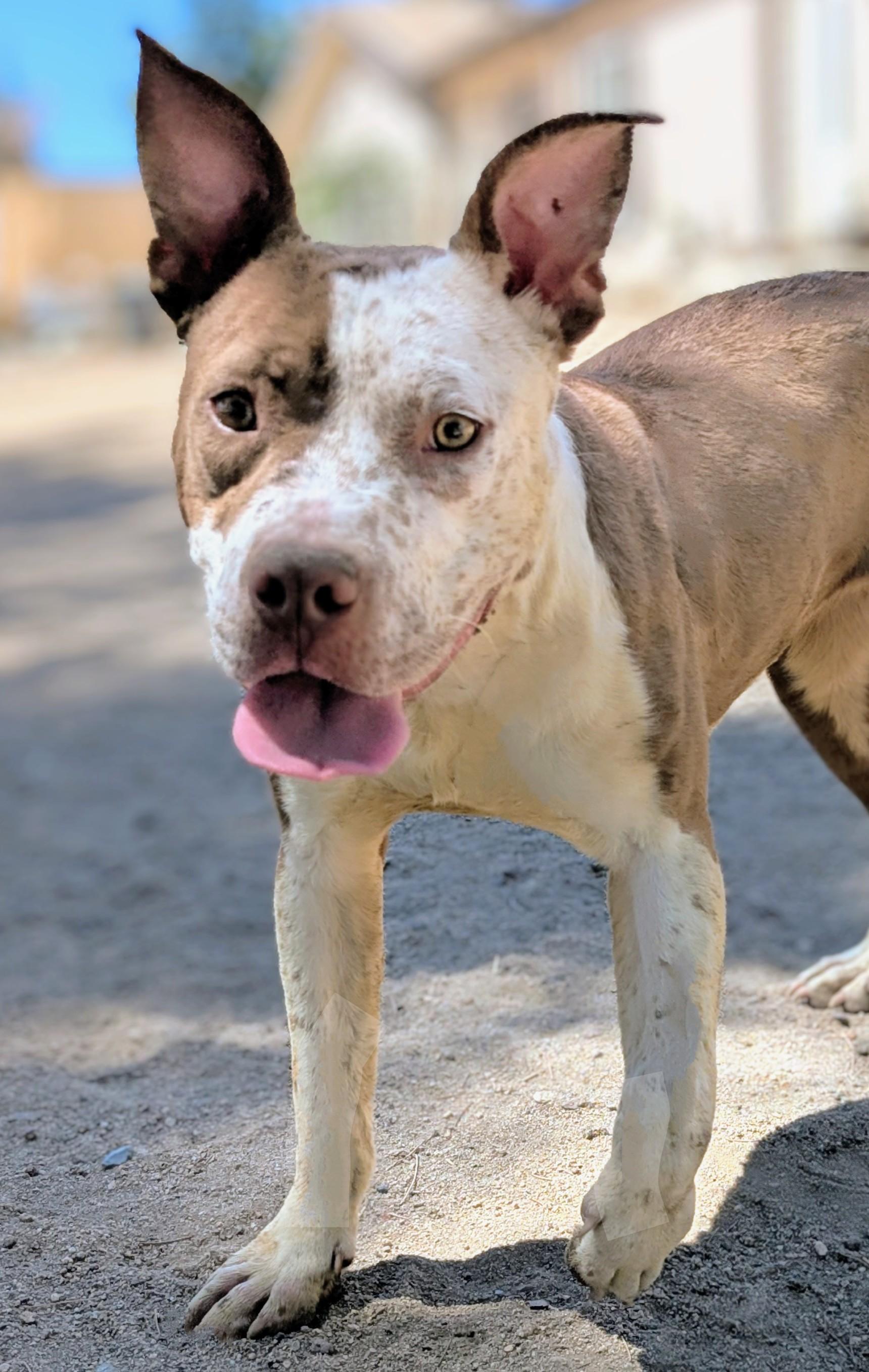 Ellie, a Adoptable mixed breed in Hesperia, CA image 2/5