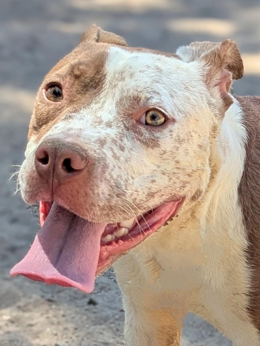 Ellie, a Adoptable mixed breed in Hesperia, CA image 3/5