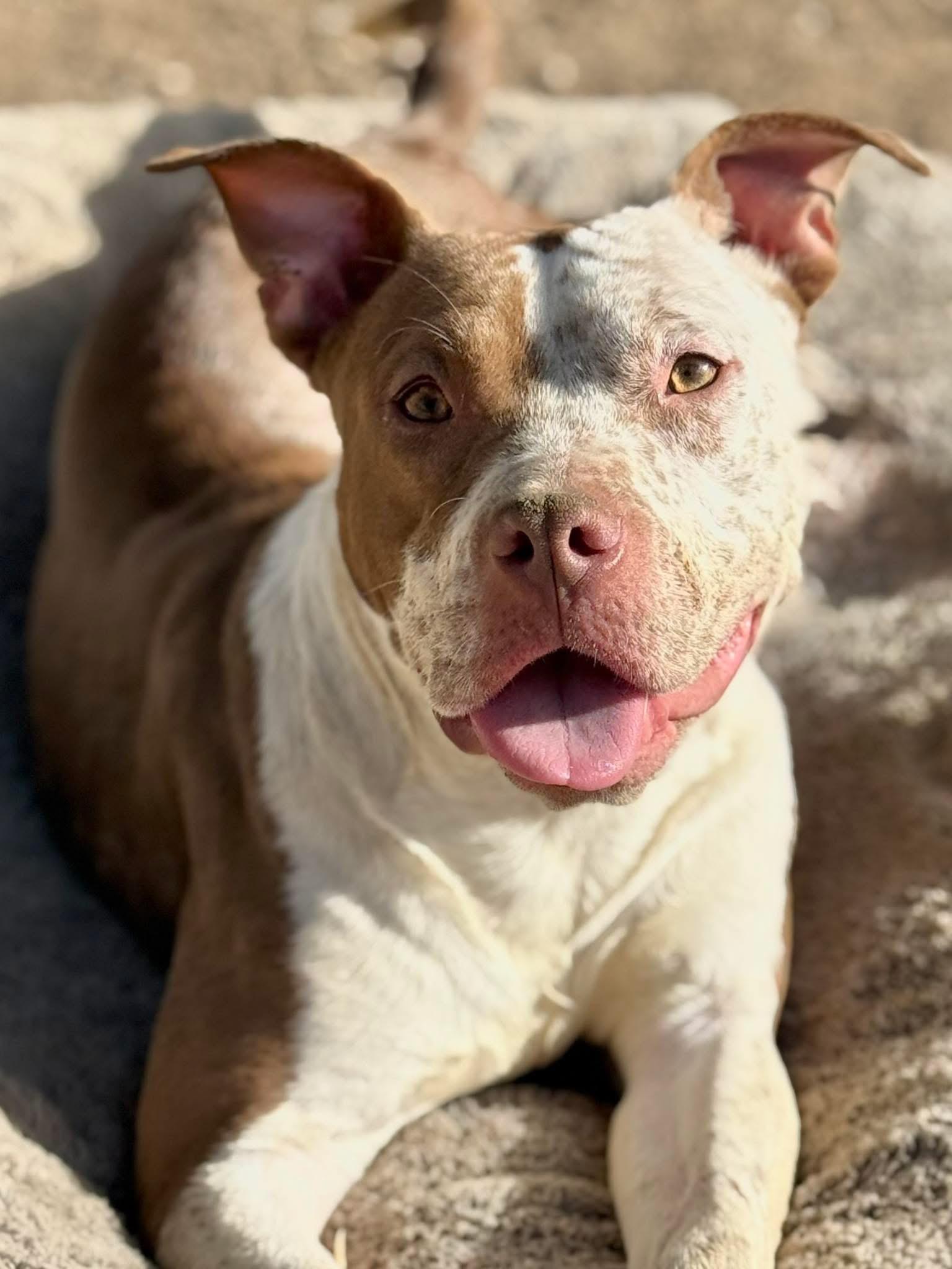 Ellie, Adoptable, Young Female American Bully.