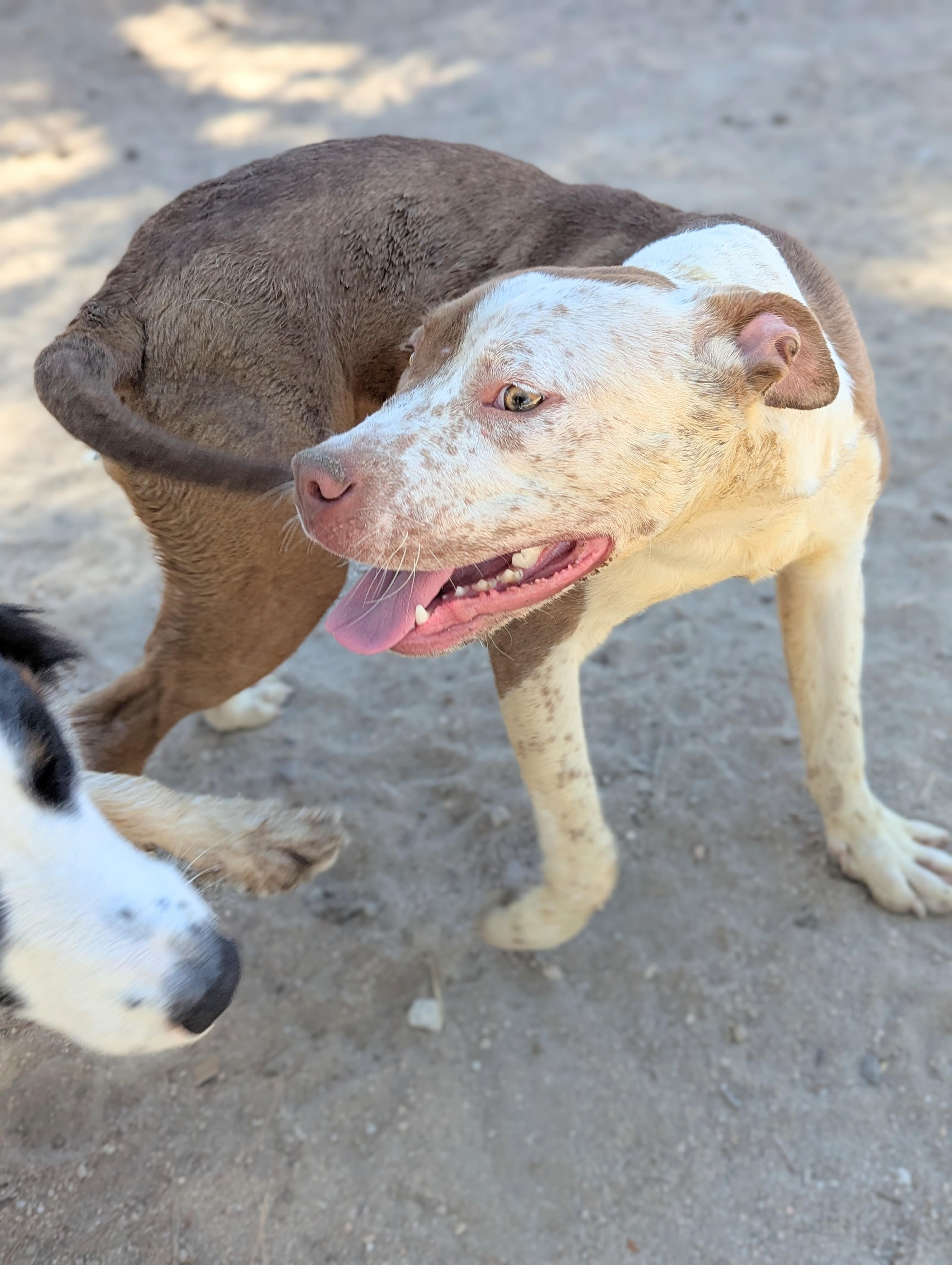 Ellie, a Adoptable mixed breed in Hesperia, CA image 5/5