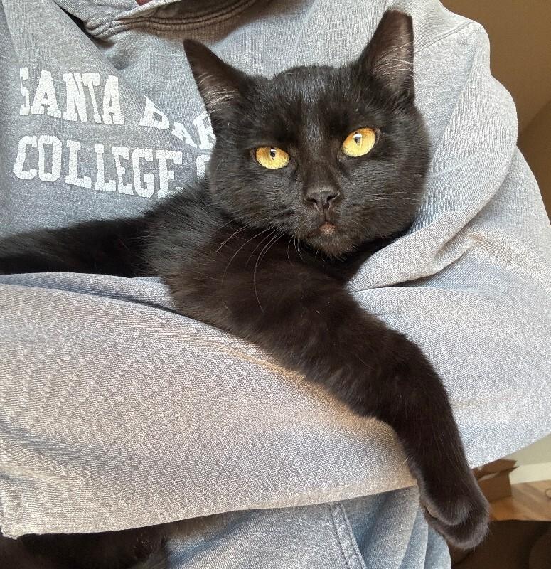 San Cristobal, Adoptable, Young Male Domestic Short Hair.