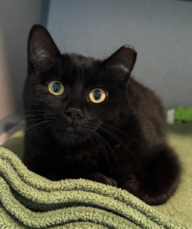San Cristobal, a Adoptable Domestic Short Hair in Fort Collins, CO image 2/6