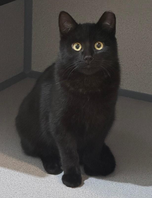 San Cristobal, a Adoptable Domestic Short Hair in Fort Collins, CO image 3/6
