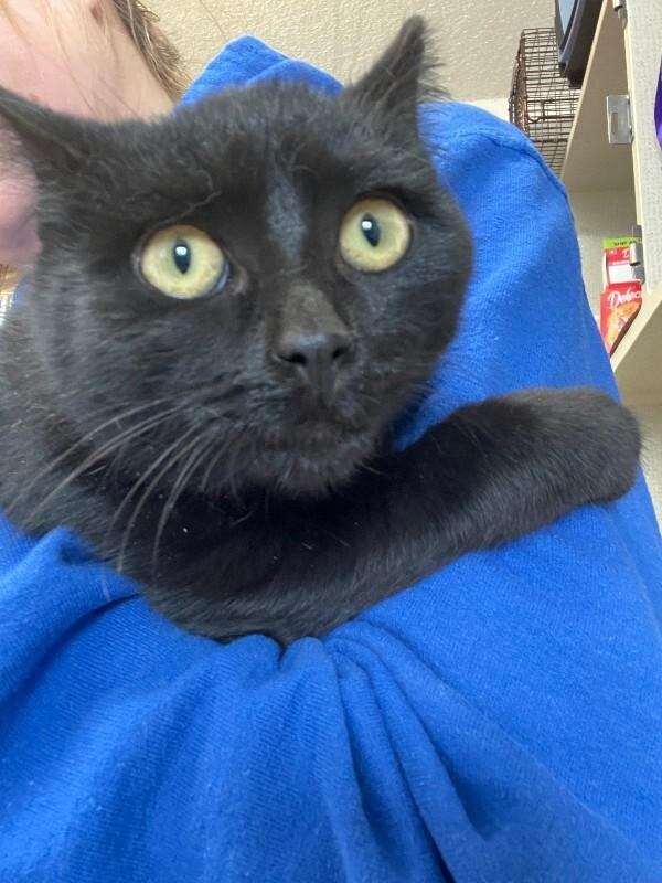 San Cristobal, a Adoptable Domestic Short Hair in Fort Collins, CO image 4/6