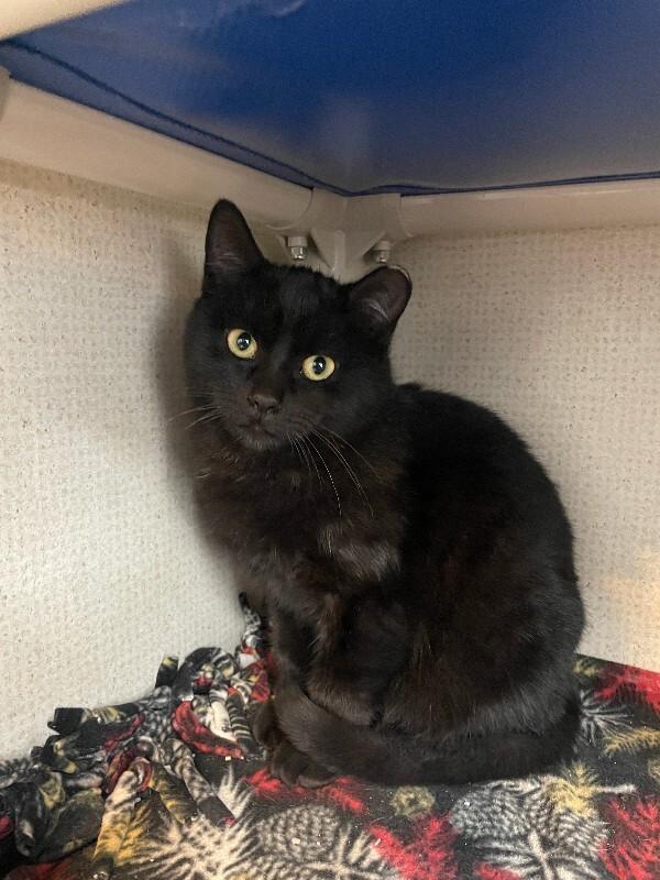 San Cristobal, a Adoptable Domestic Short Hair in Fort Collins, CO image 5/6