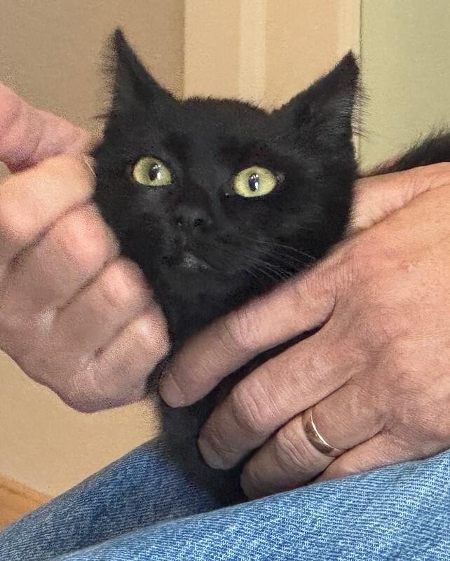 San Cristobal, a Adoptable Domestic Short Hair in Fort Collins, CO image 6/6