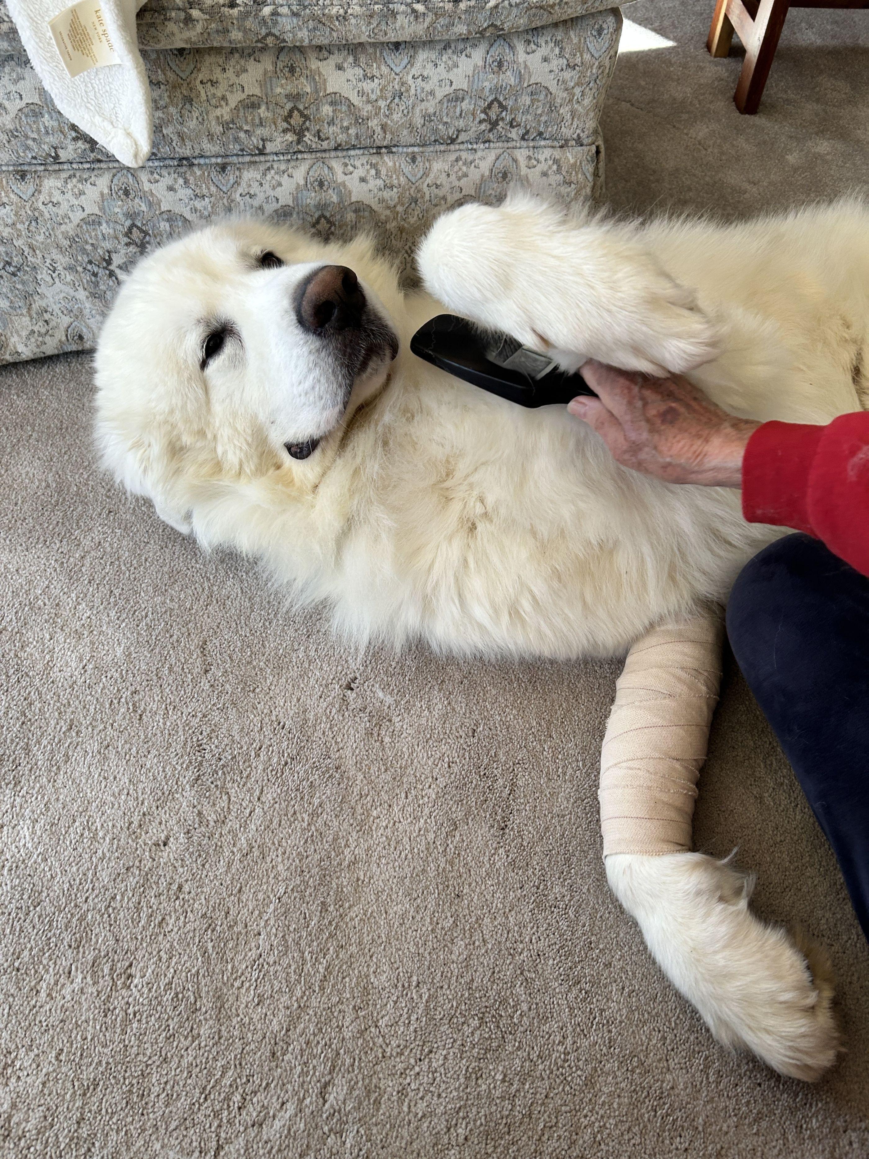 Enlarge Beleu, an adopted Great Pyrenees in Atlanta, GA image 2/3
