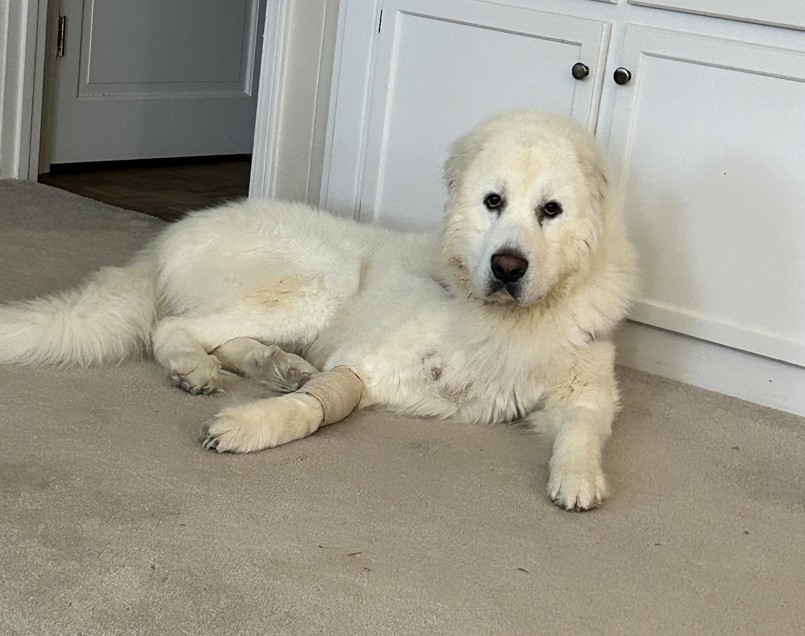Enlarge Beleu, an adopted Great Pyrenees in Atlanta, GA image 1/3