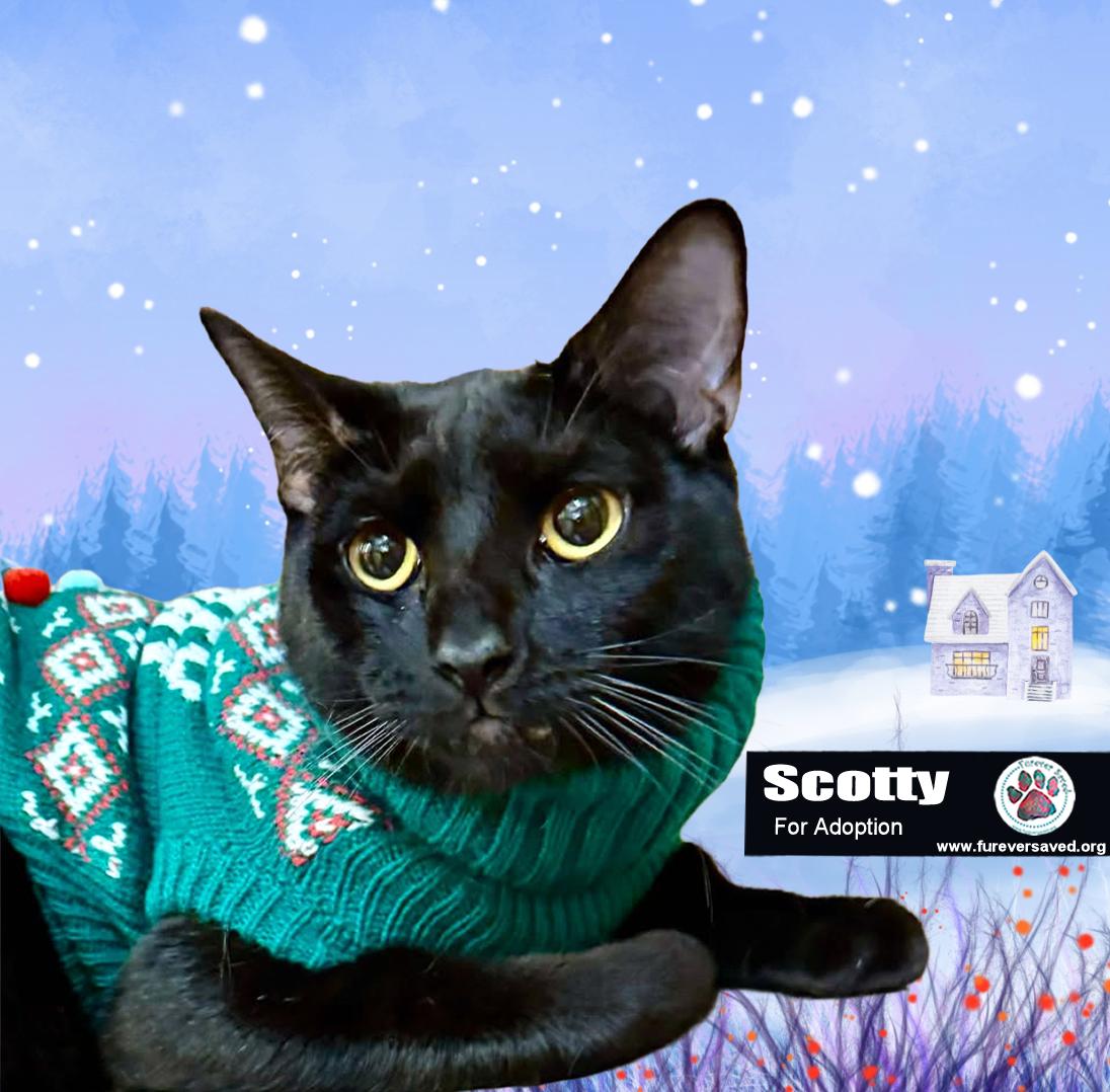 Enlarge Scotty, a Adoptable Domestic Short Hair in Cumberland, RI image 1/6