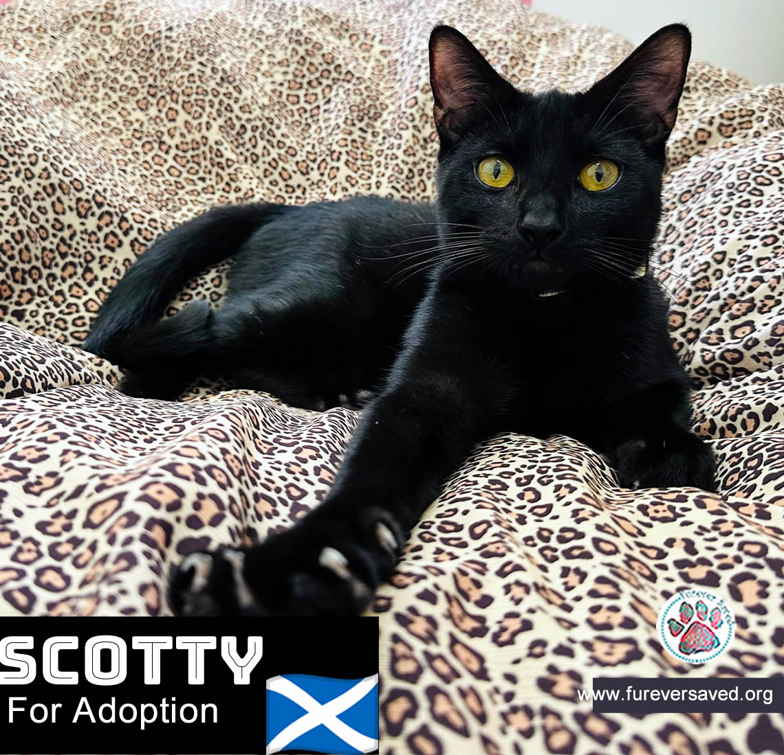 Enlarge Scotty, a Adoptable Domestic Short Hair in Cumberland, RI image 4/6