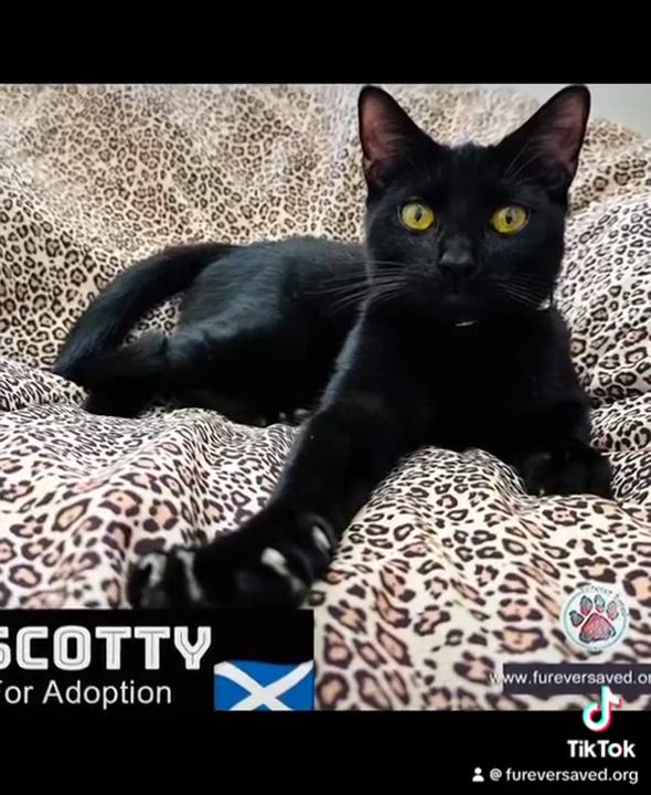 Enlarge Scotty, a Adoptable Domestic Short Hair in Cumberland, RI video 5/6