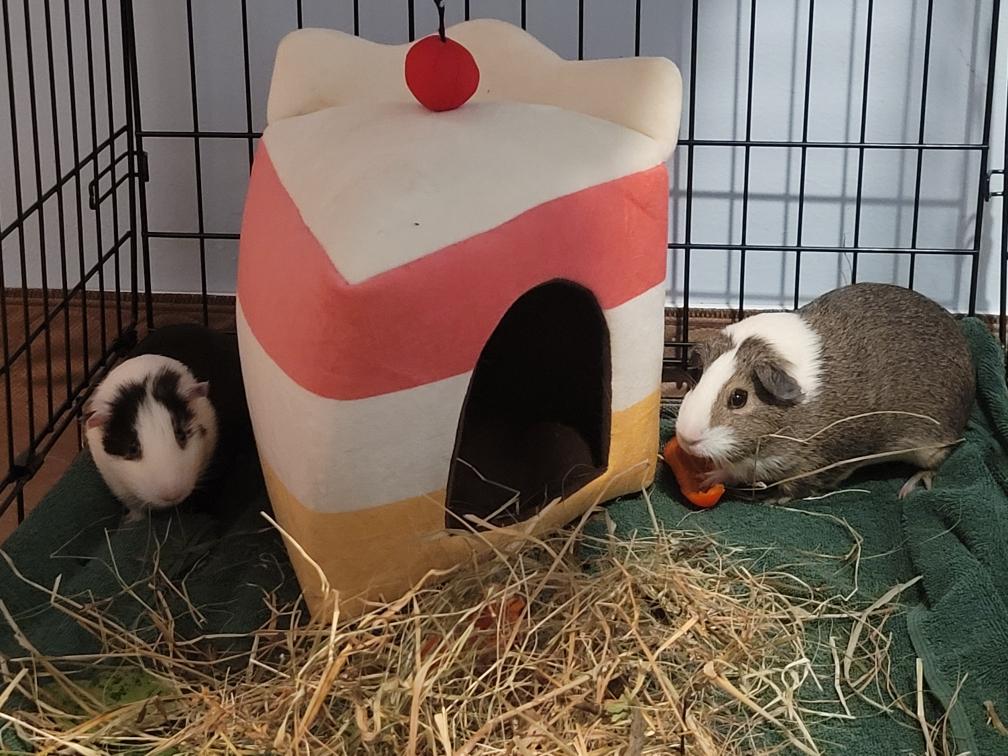 Enlarge Brownie & Oreo, a Adoptable Guinea Pig in Mendham, NJ image 3/3