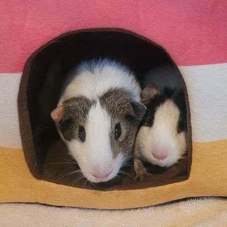 Brownie & Oreo, Adoptable, Young Female Guinea Pig.