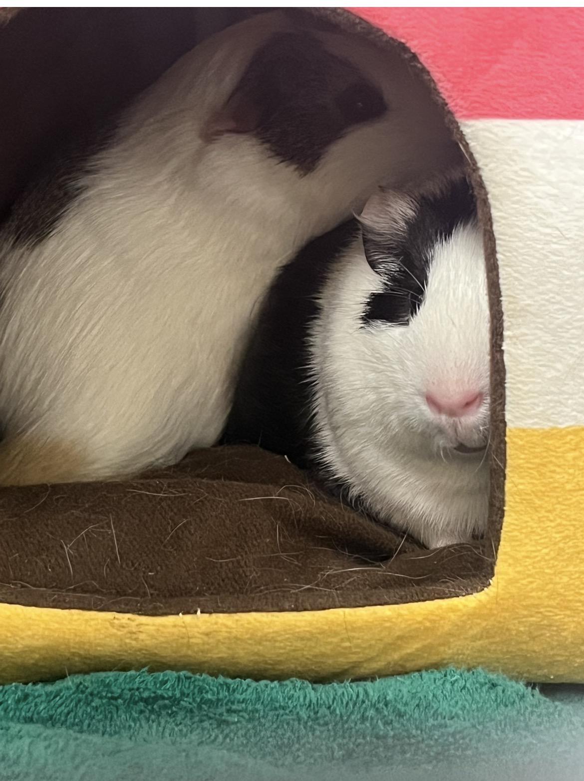 Enlarge Brownie & Oreo, a Adoptable Guinea Pig in Mendham, NJ image 2/3