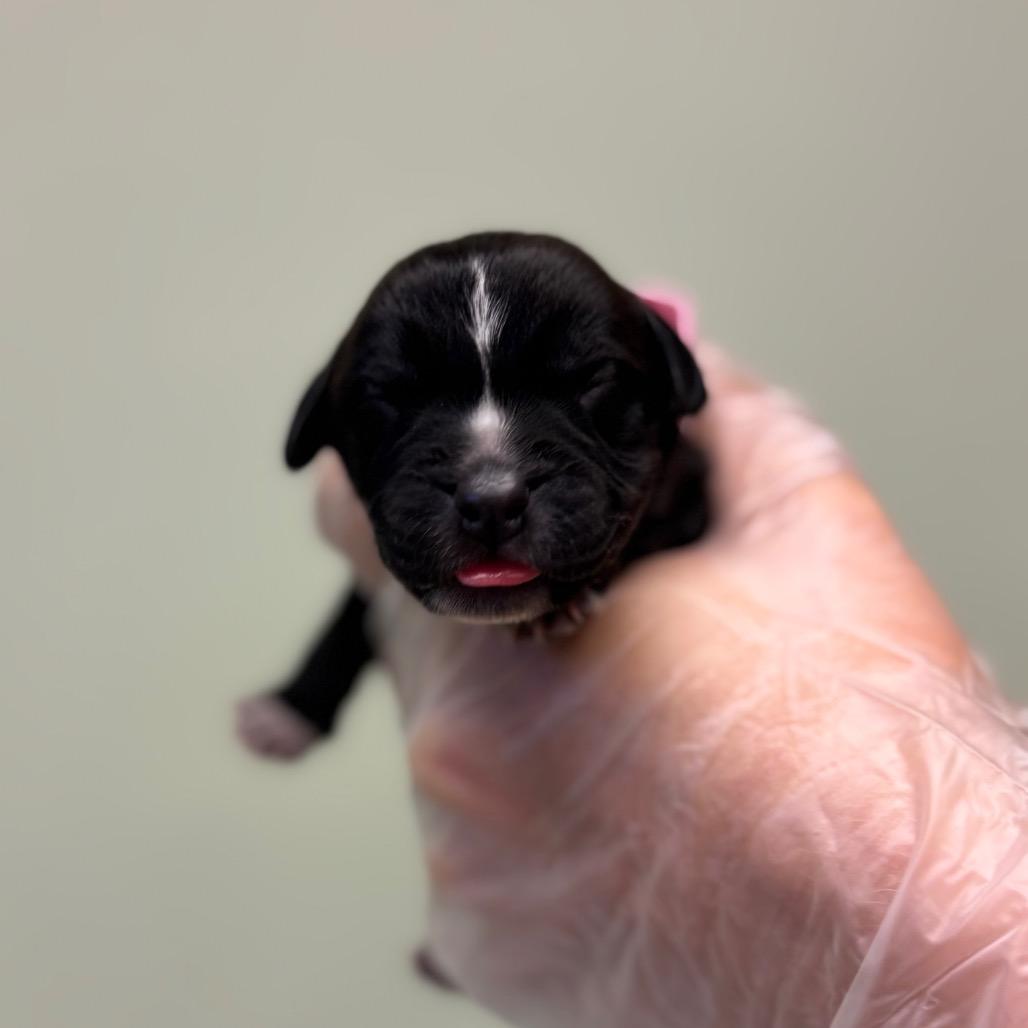 Enlarge Miley, a Adoptable mixed breed in Springboro, OH image 4/6