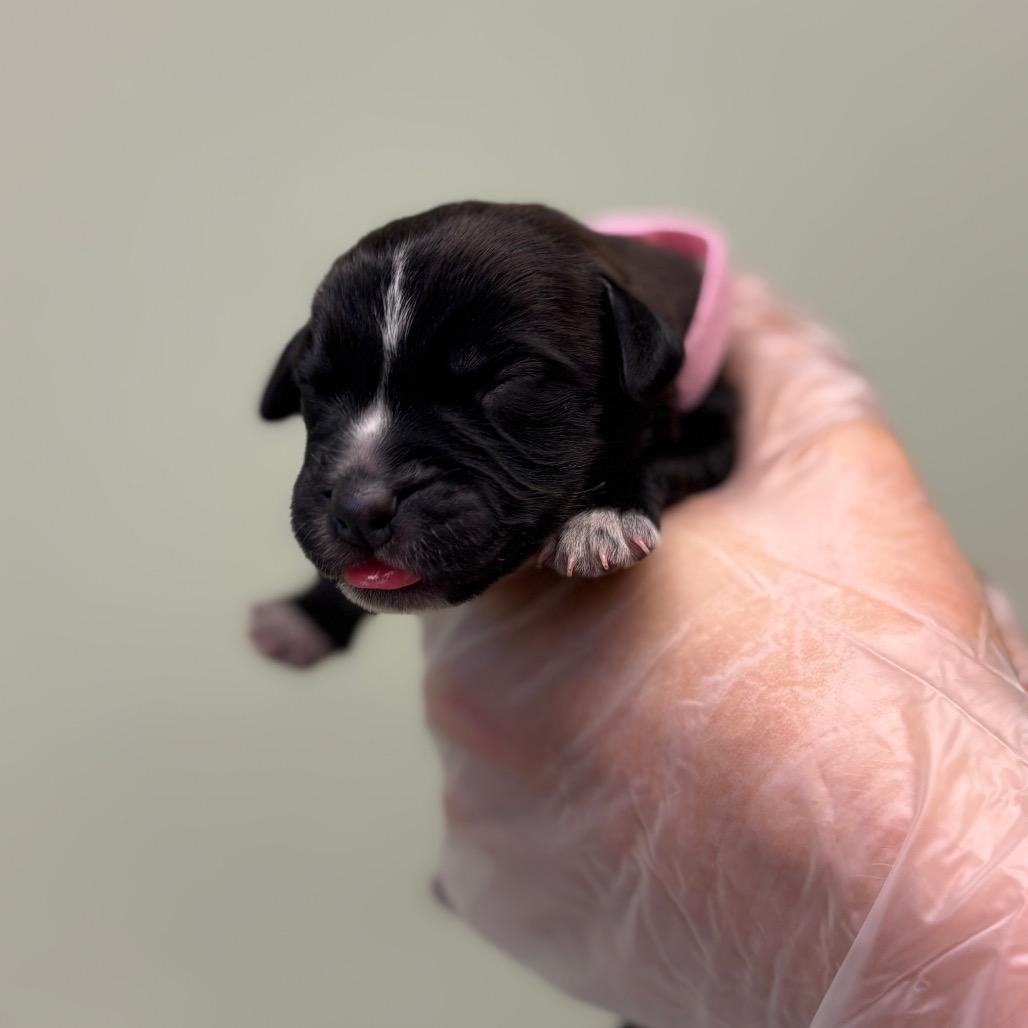 Enlarge Miley, a Adoptable mixed breed in Springboro, OH image 5/6