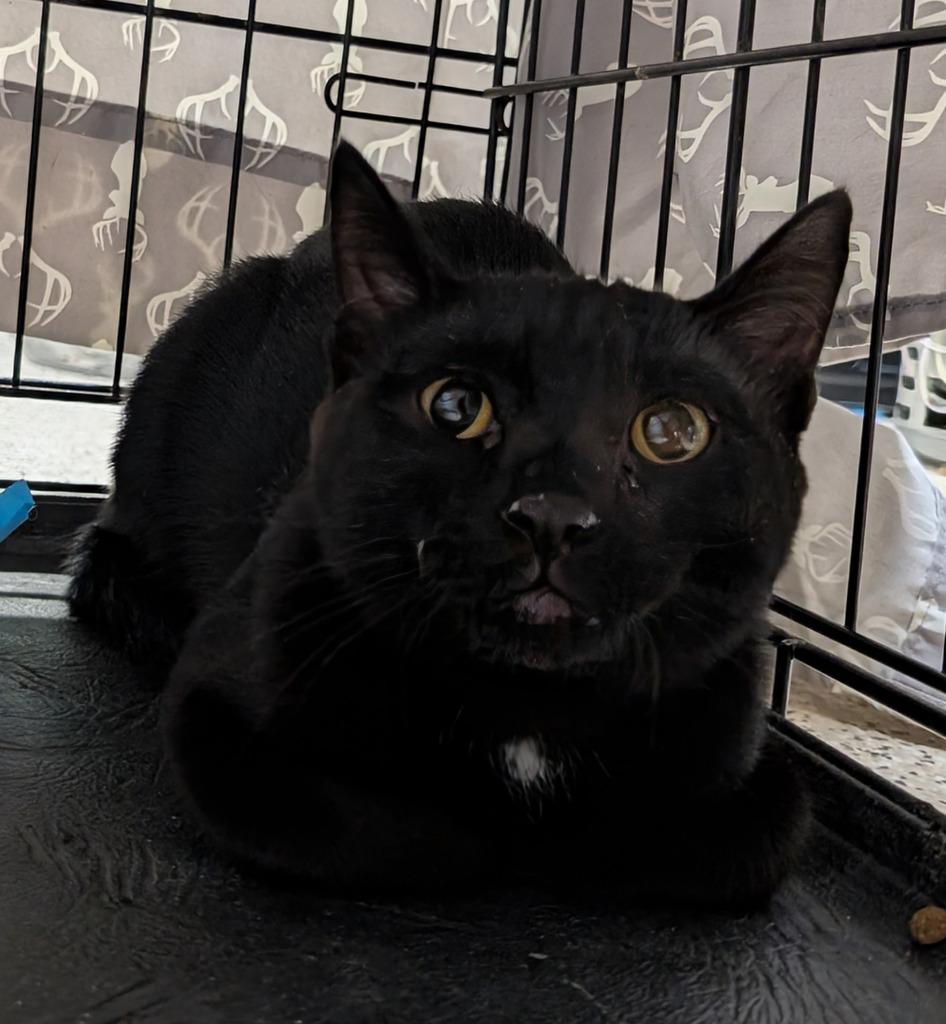 Cedar 151, Adopted, Young Male Domestic Short Hair.