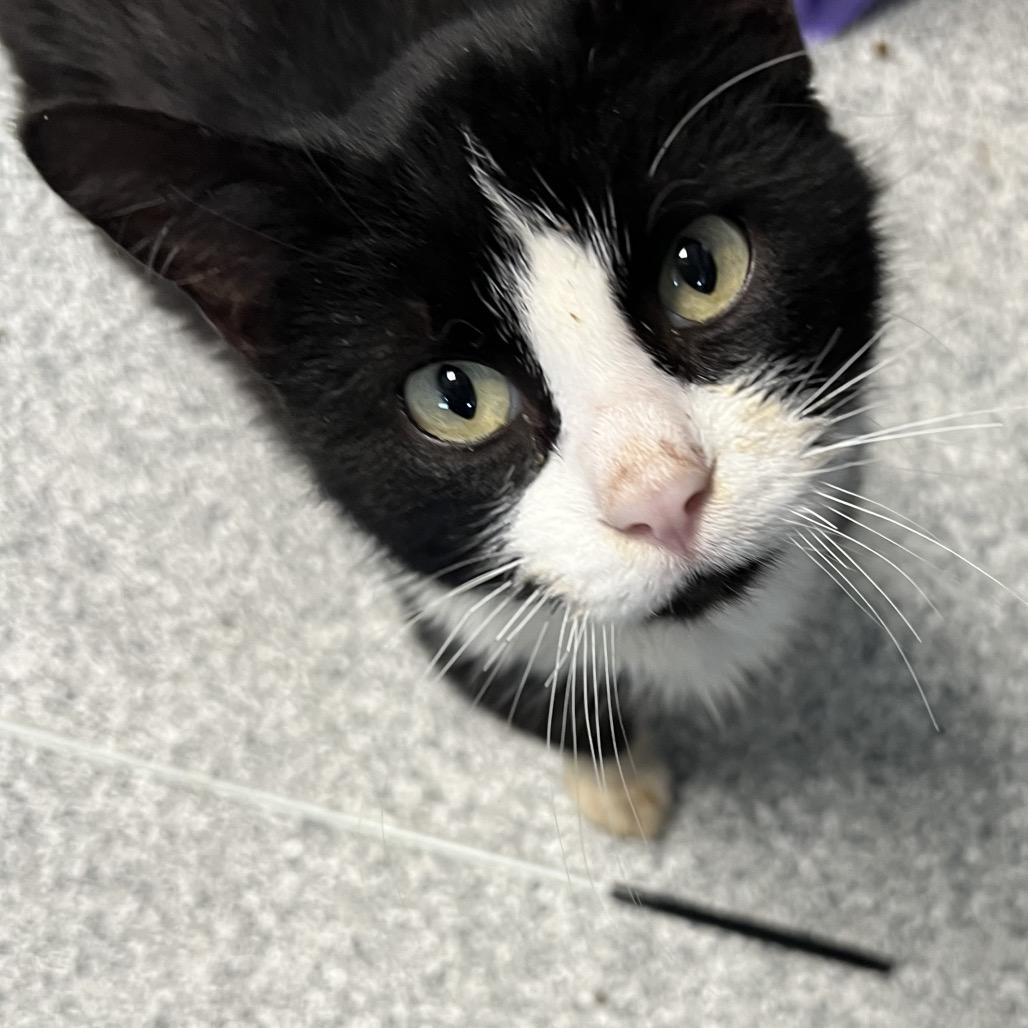 Enlarge CoCo, a Adoptable Domestic Short Hair in Monticello, IA image 1/3